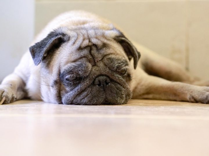 Quante volte deve uscire un cane?