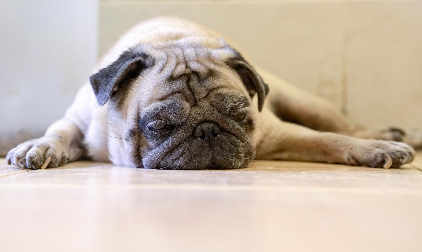 Quante volte deve uscire un cane?