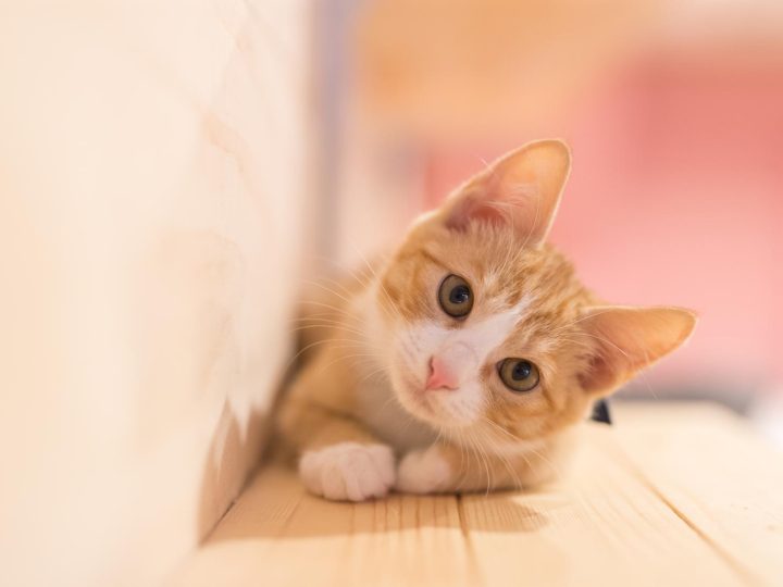 Quante volte vanno in calore i gatti?