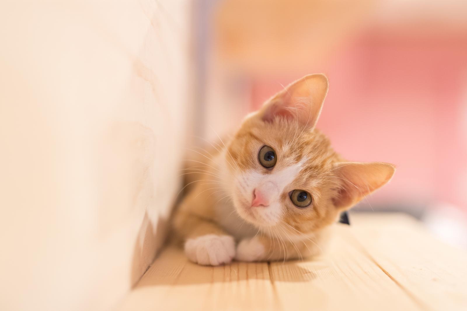 Quante volte vanno in calore i gatti?