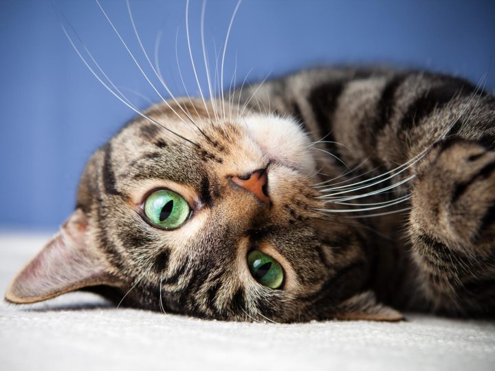 Quanti anni ha un gatto di 3 anni?
