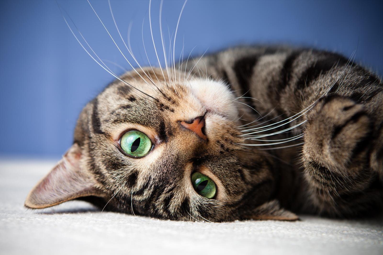 Quanti anni ha un gatto di 3 anni?