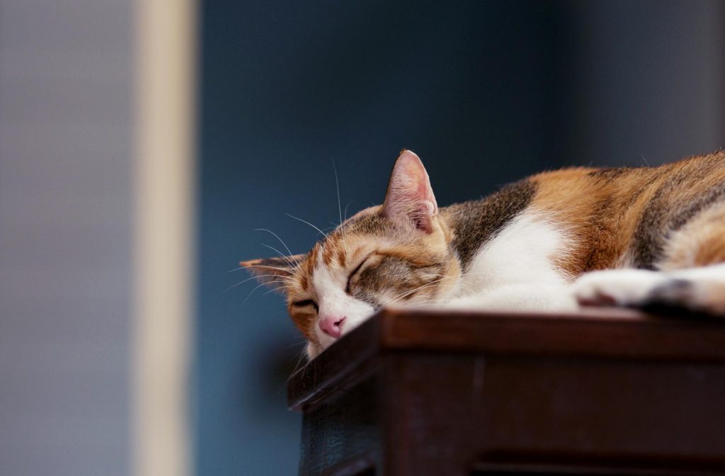 Quanti croccantini deve mangiare un gatto