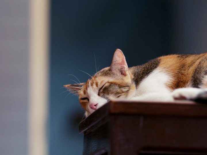 Quanti croccantini deve mangiare un gatto?