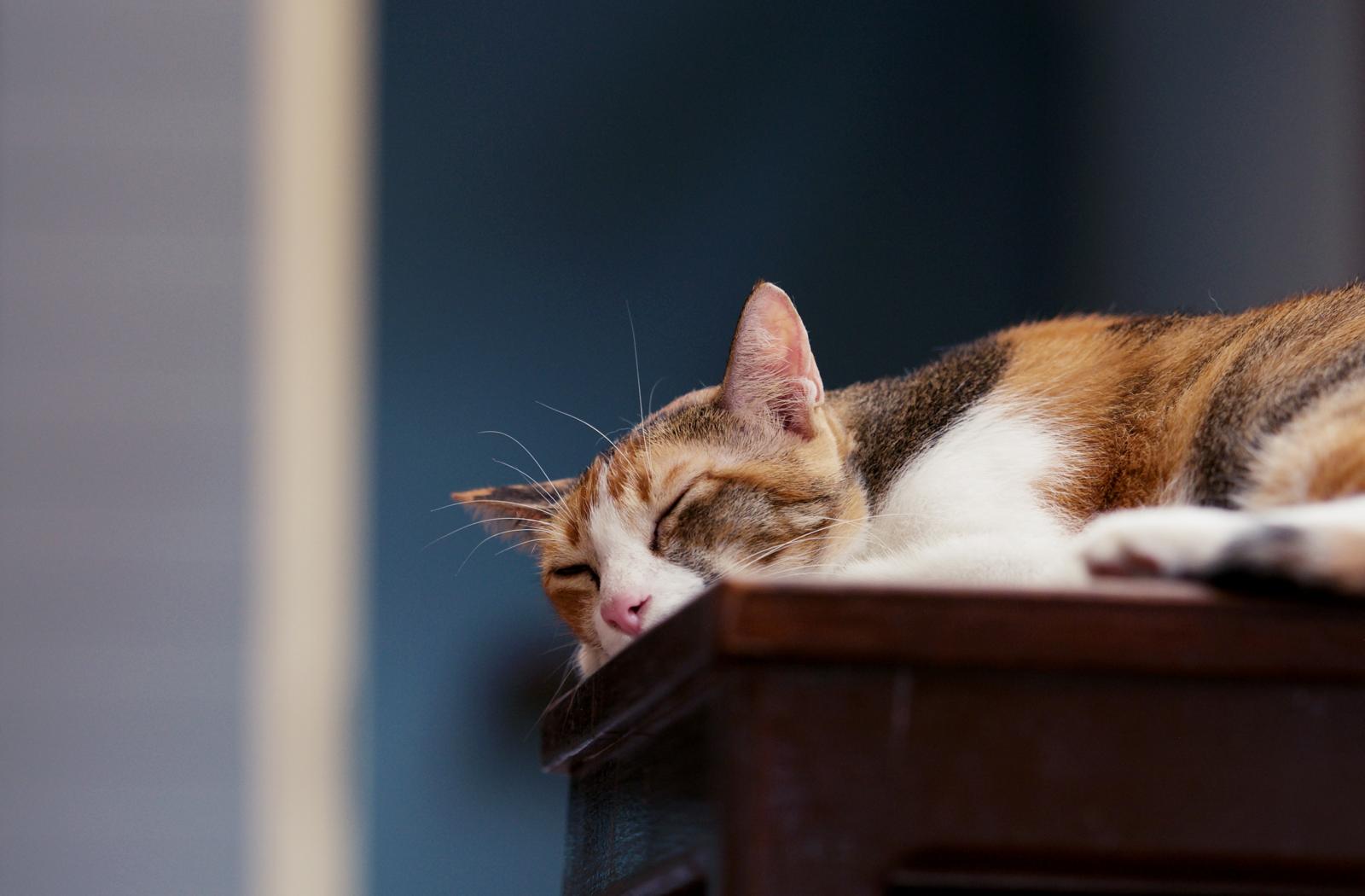 Quanti croccantini deve mangiare un gatto?