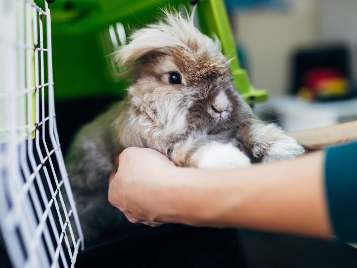 Quanti cuccioli fa un coniglio?