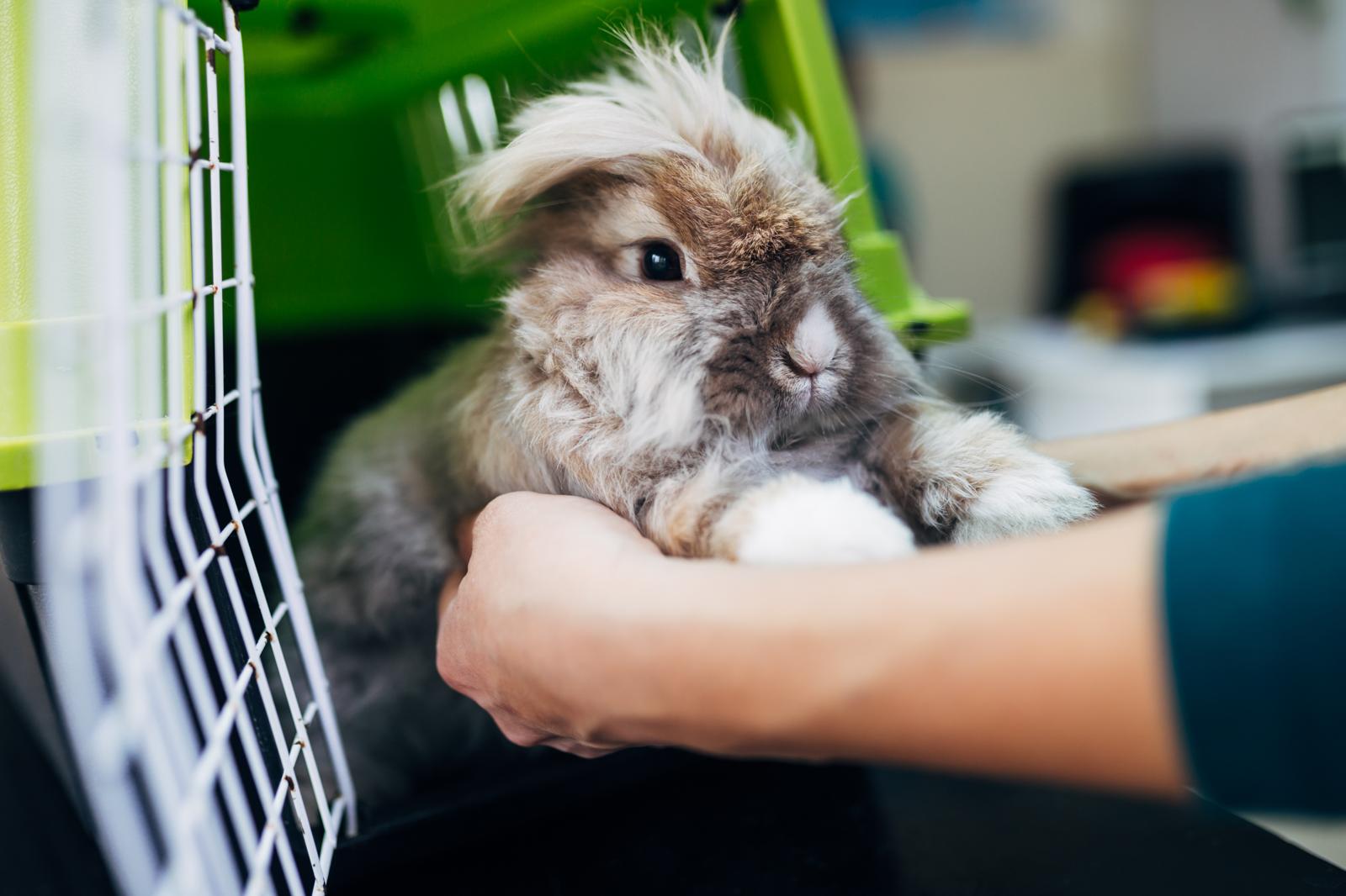 Quanti cuccioli fa un coniglio?
