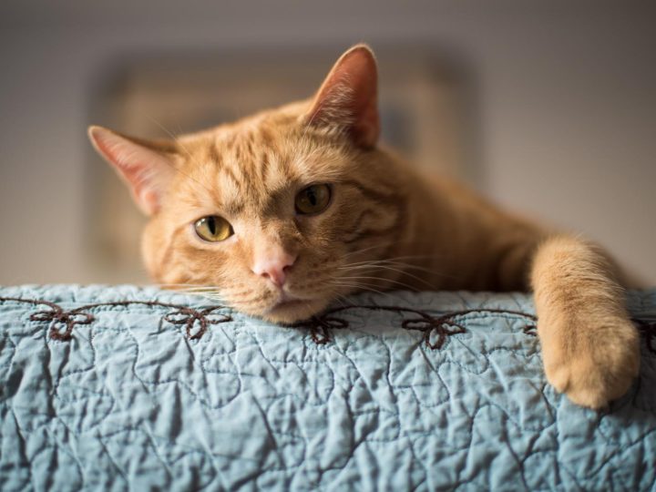 Quanti cuccioli fa un gatto?