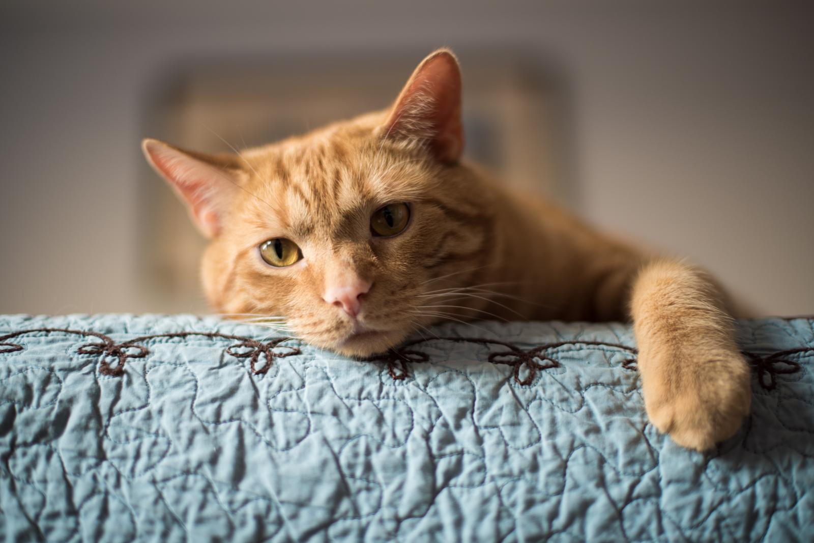 Quanti cuccioli fa un gatto?