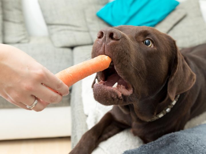 Quanti denti ha un cane?