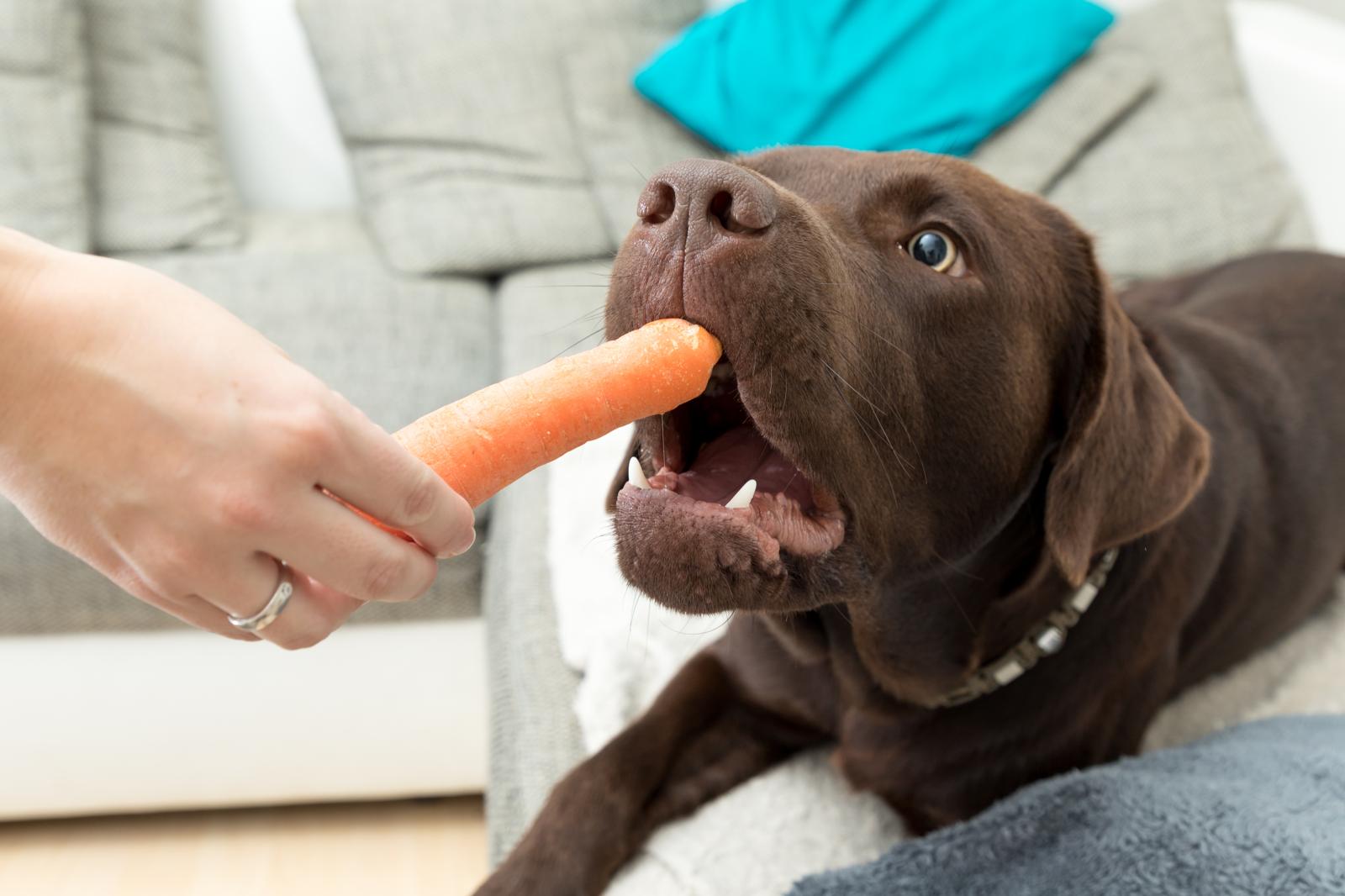 Quanti denti ha un cane?