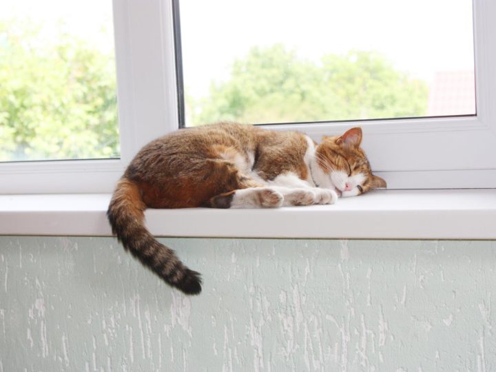Quanti denti hanno i gatti?