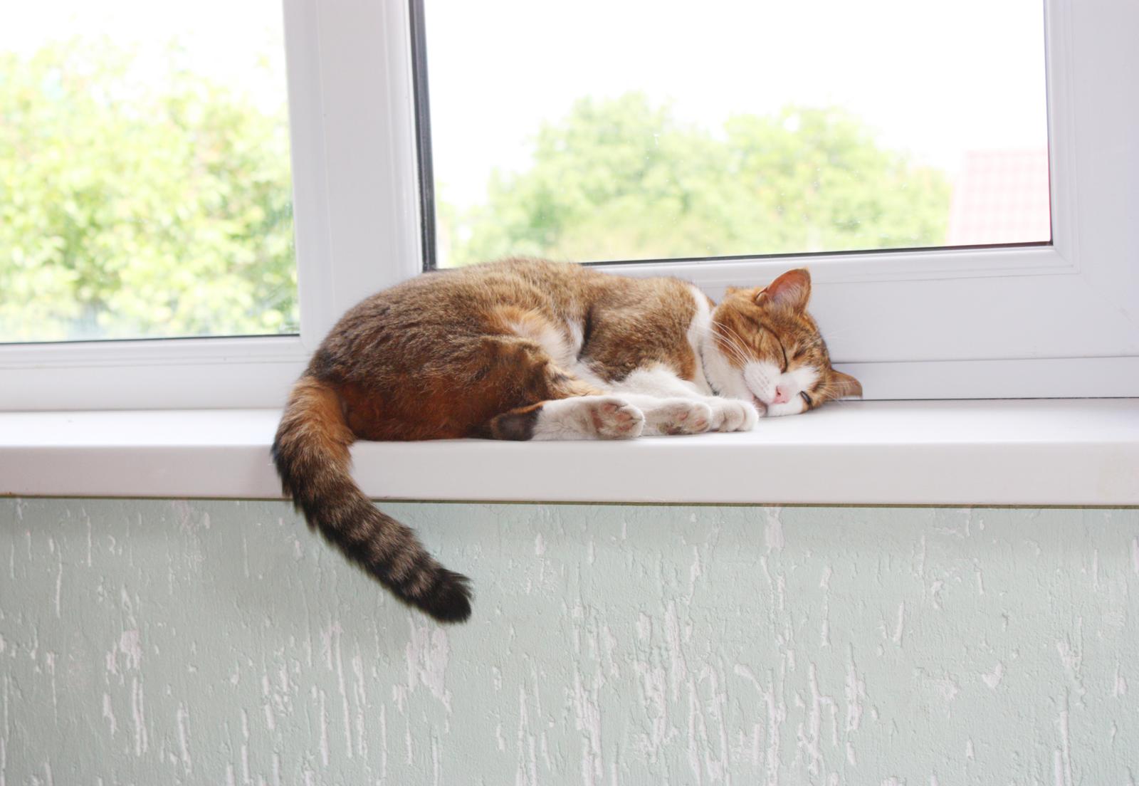 Quanti denti hanno i gatti?