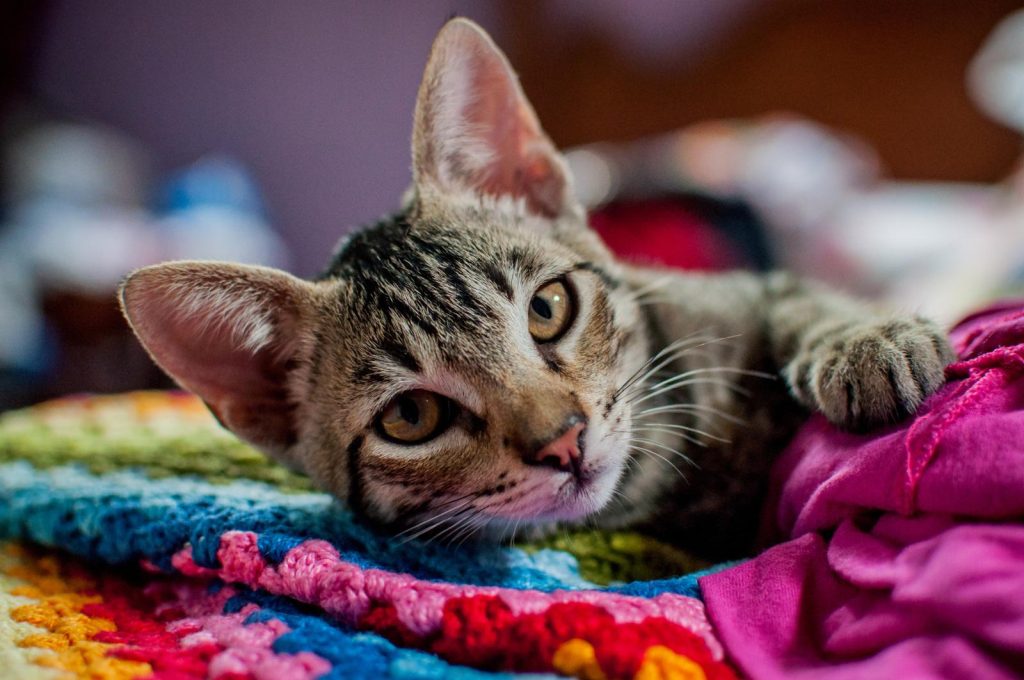 Quanti gatti ci sono al mondo