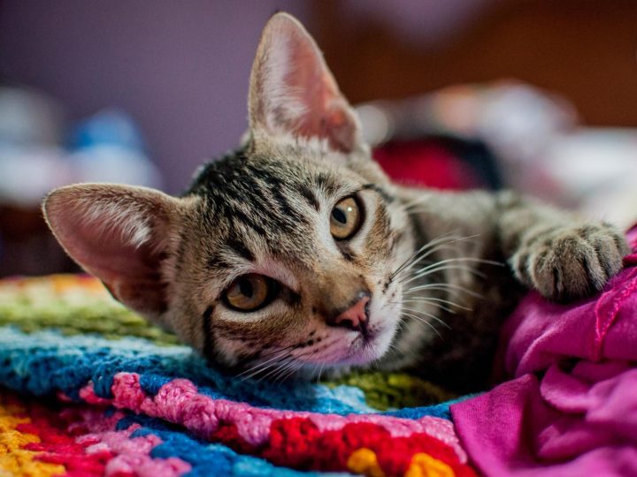Quanti gatti ci sono al mondo?