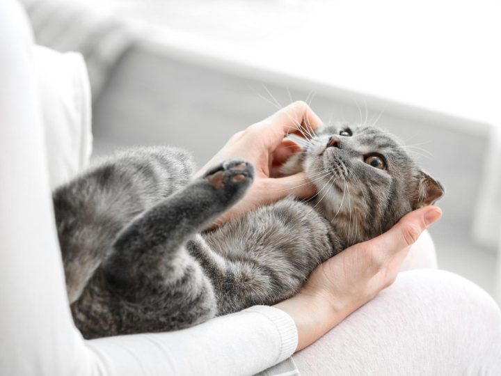 Quanti gatti ci sono in Italia?