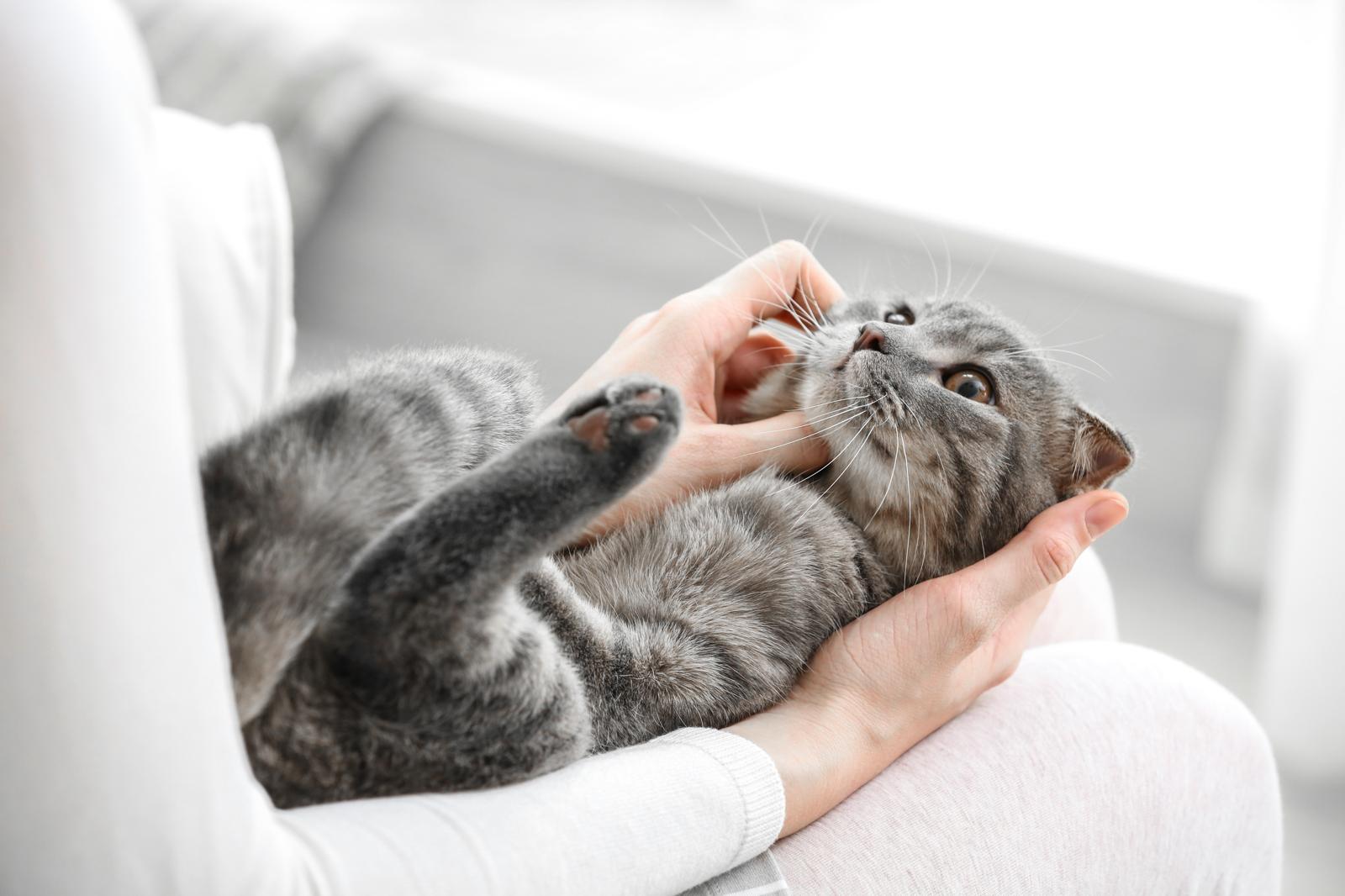 Quanti gatti ci sono in Italia?