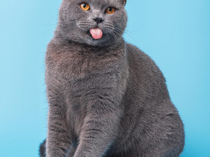 Quanti gatti partorisce una gatta?