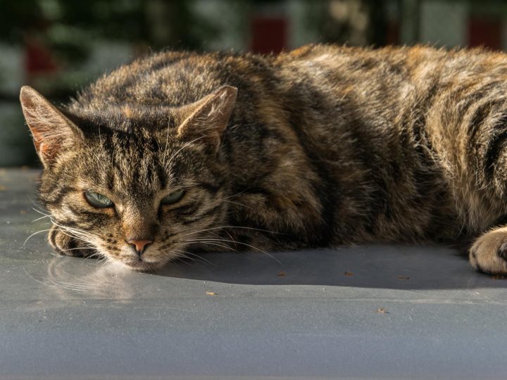Quanti gatti si possono tenere in casa?