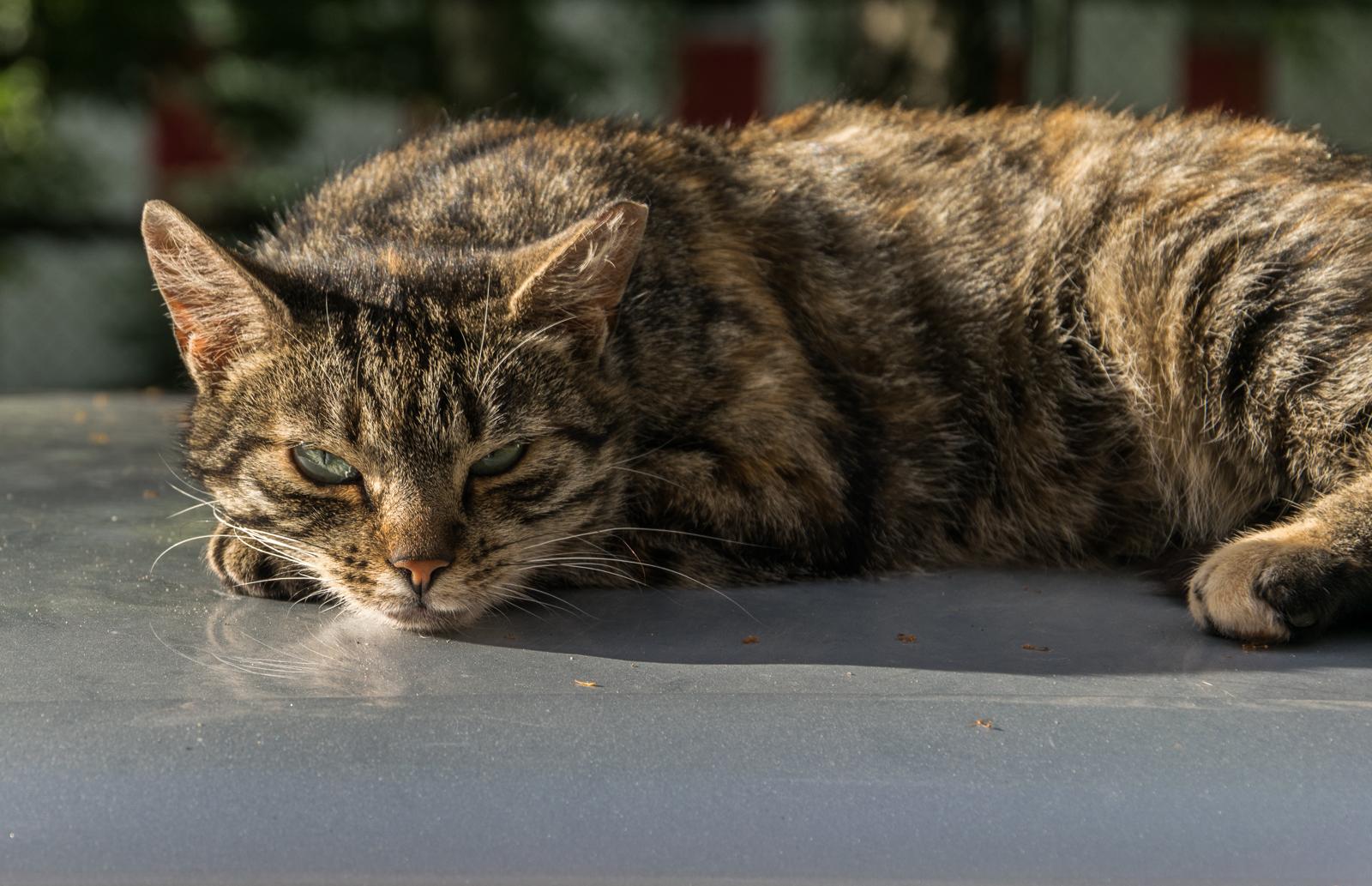 Quanti gatti si possono tenere in casa?