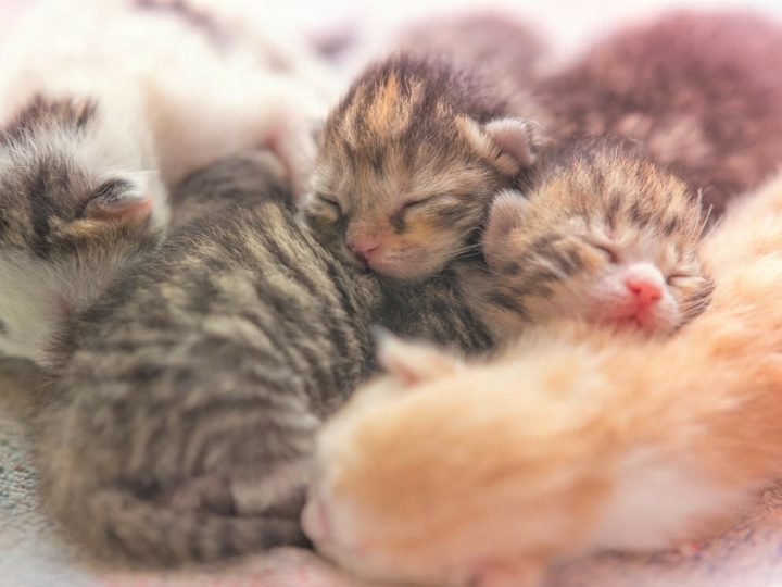 Quanti gattini fa una gatta?