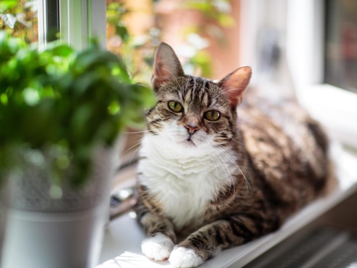 Quanti peli ha un gatto?