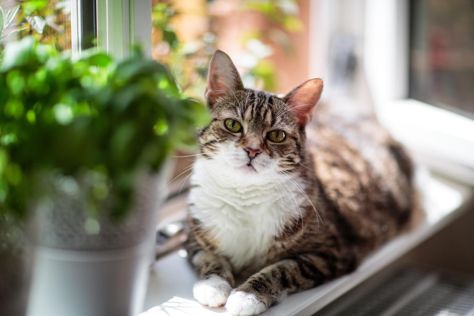Quanti peli ha un gatto?