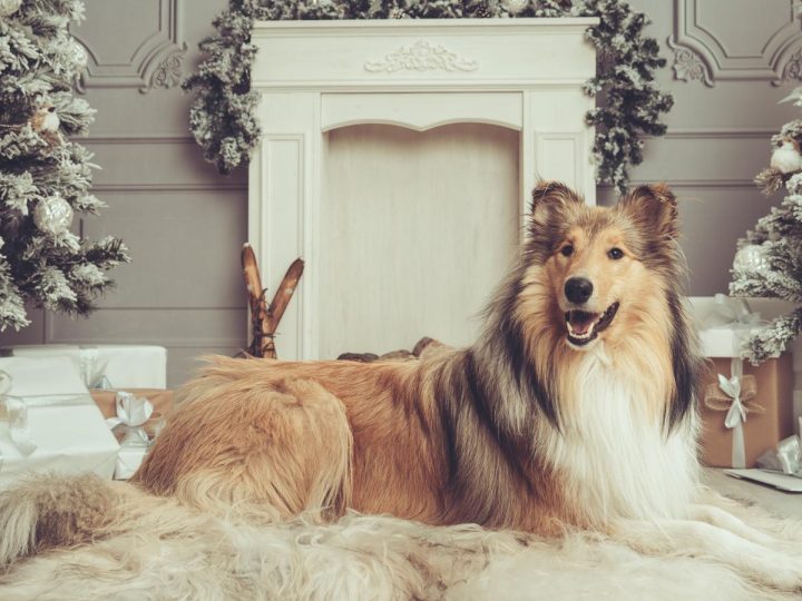 Quanti respiri al minuto cane?