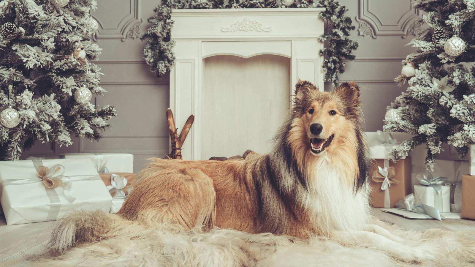 Quanti respiri al minuto cane?