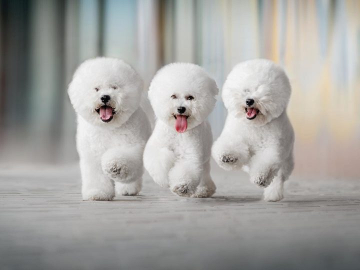 Quanti vaccini deve fare un cane?