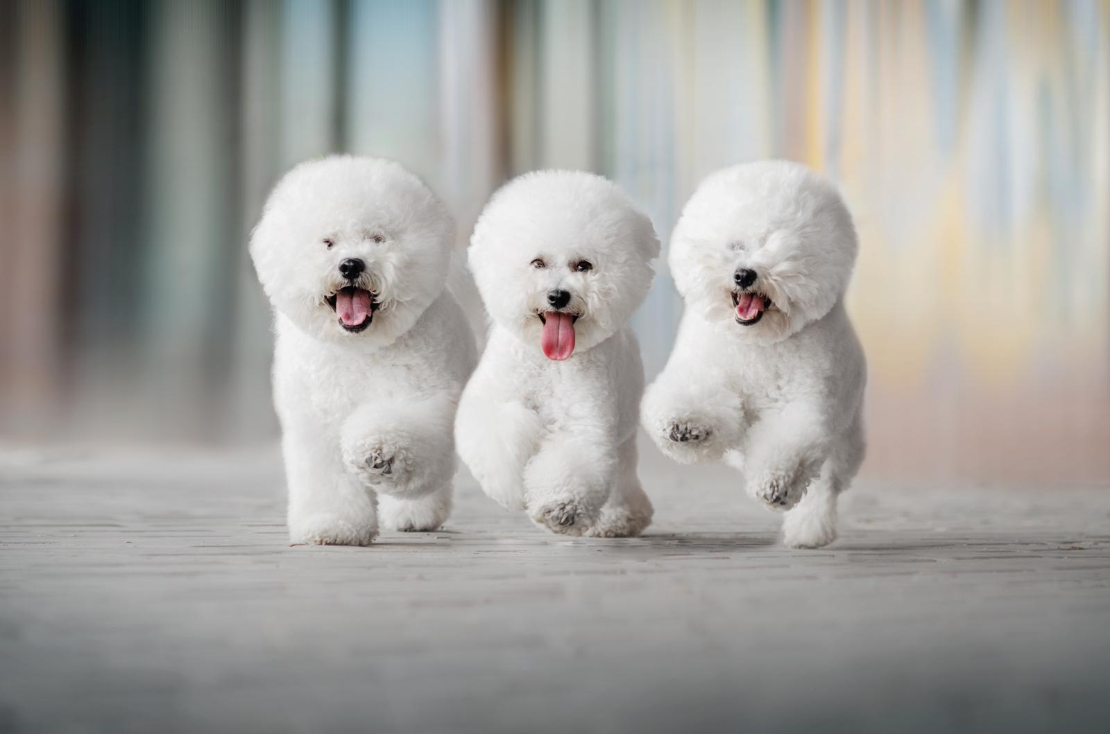 Quanti vaccini deve fare un cane?