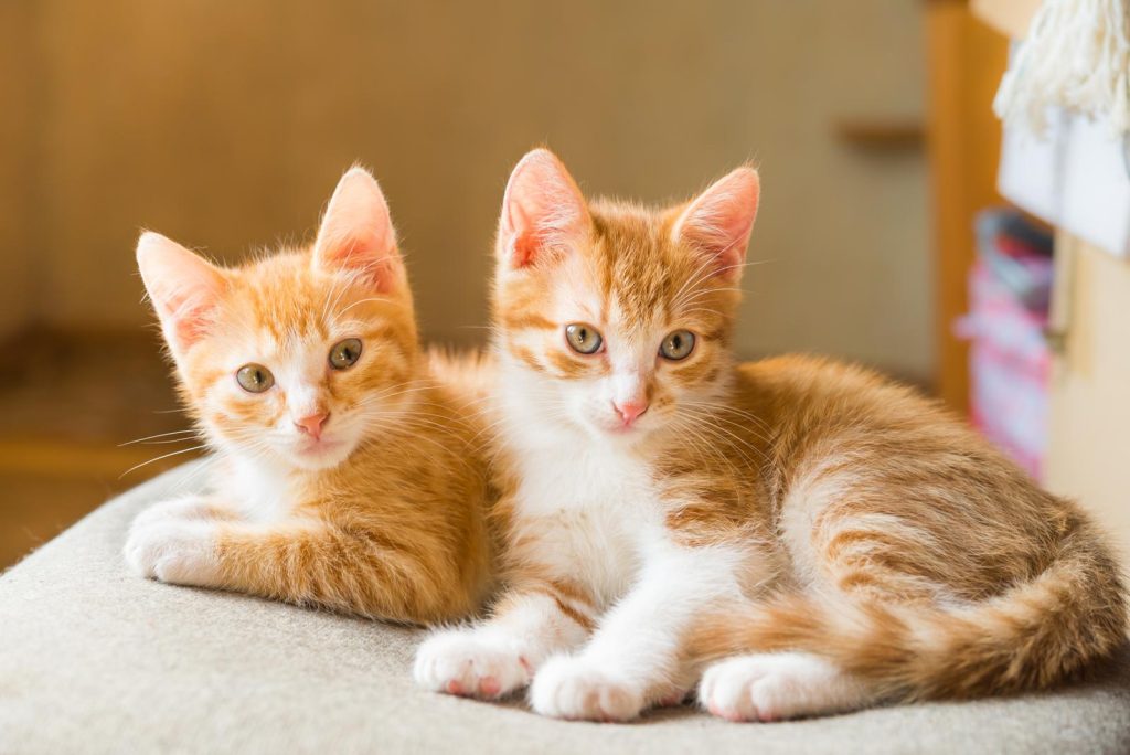 Quanto ci mette un gatto a partorire