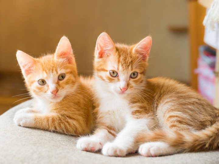 Quanto ci mette un gatto a partorire?