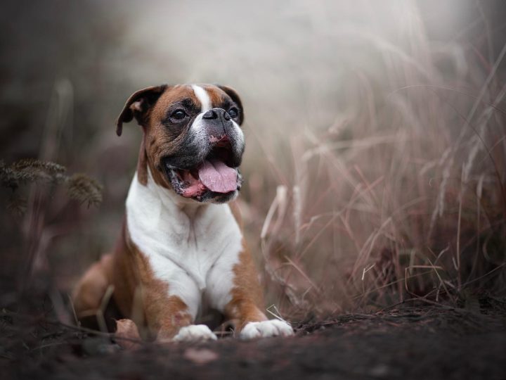 Quanto cibo dare al cane?