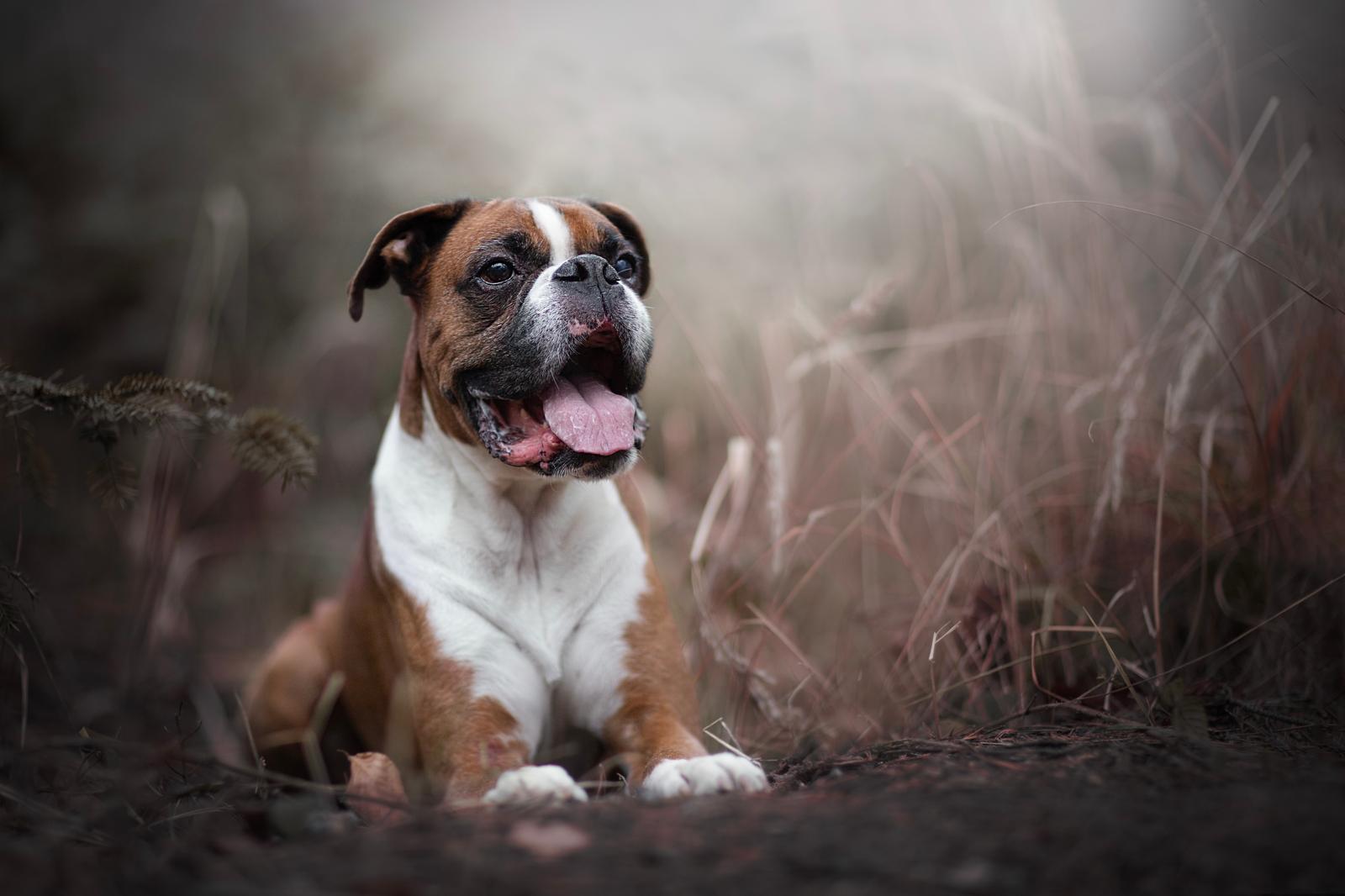 Quanto cibo dare al cane?