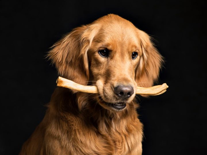 Quanto costa addestrare un cane?