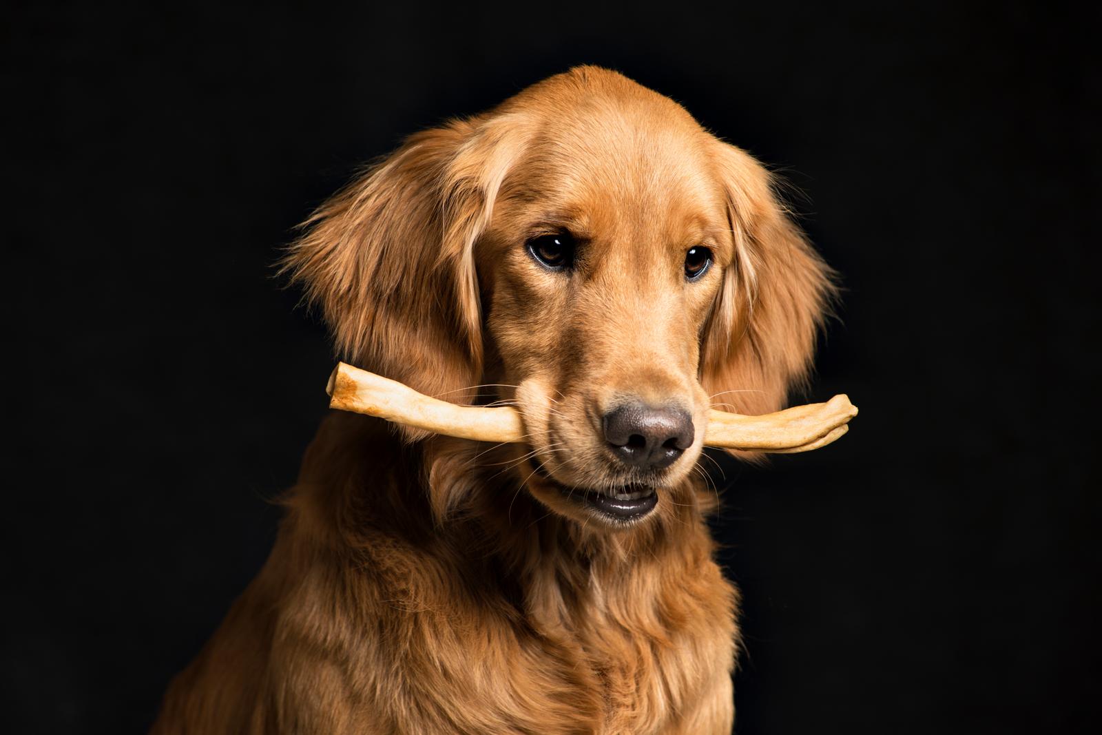 Quanto costa addestrare un cane?