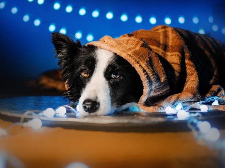 Quanto costa assicurare un cane?