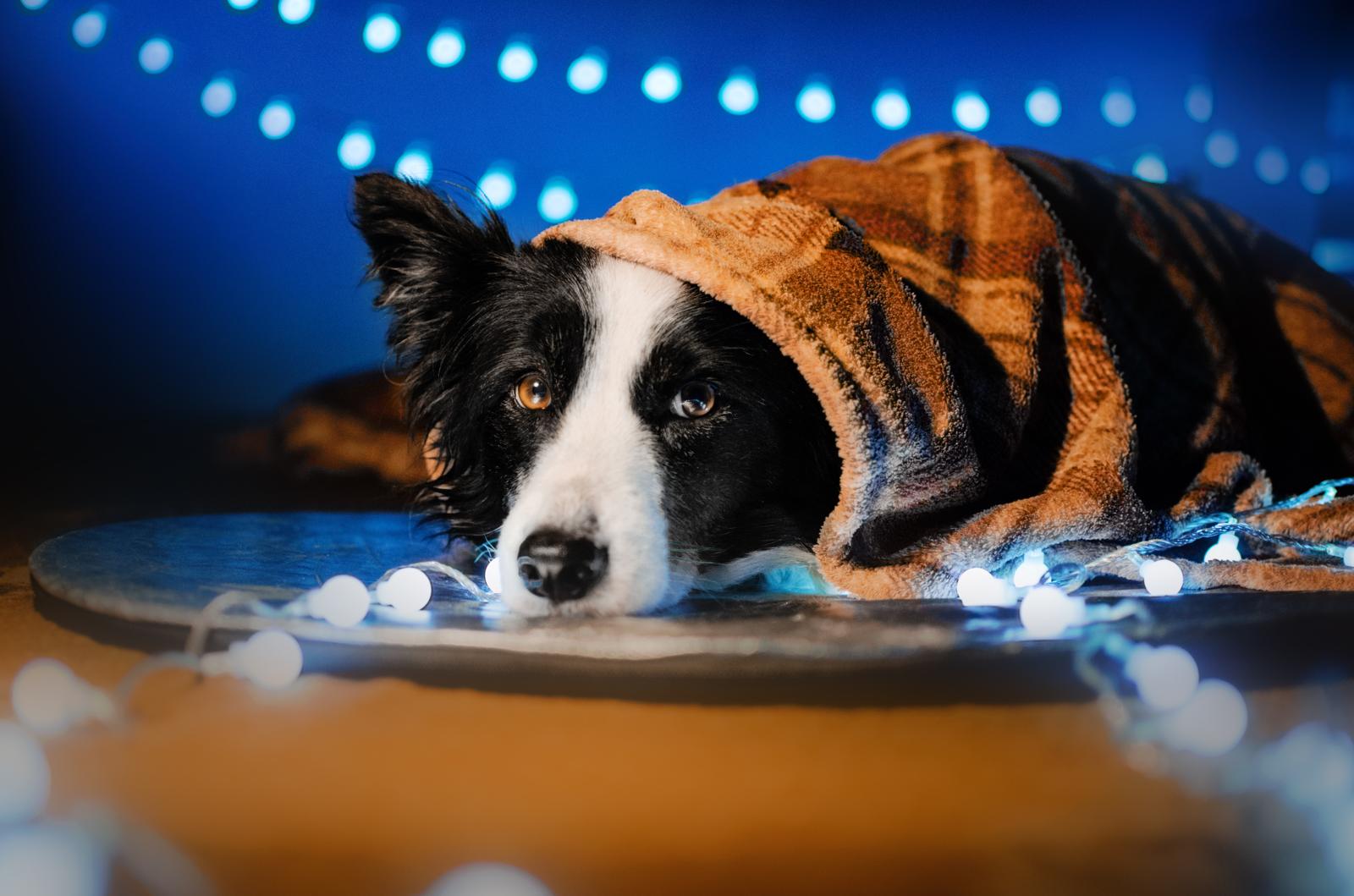 Quanto costa assicurare un cane?