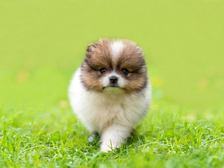 Quanto costa castrare un cane?