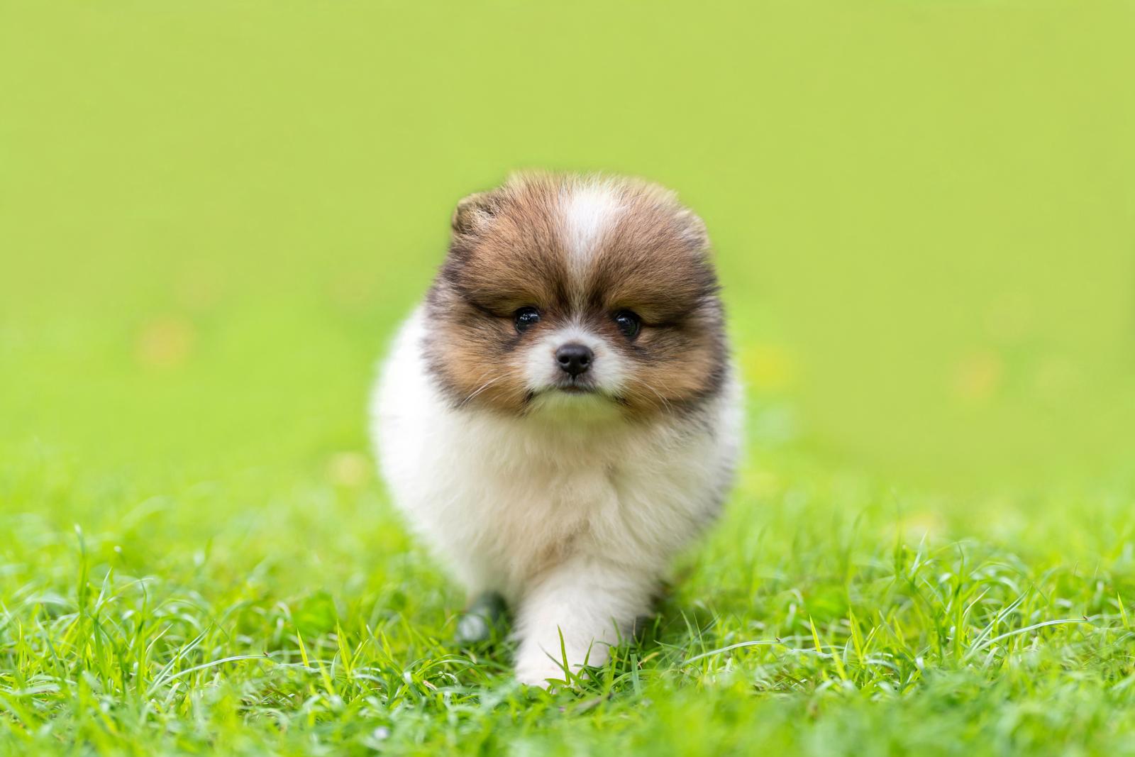 Quanto costa castrare un cane?