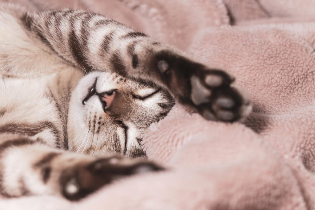 Quanto costa castrare un gatto
