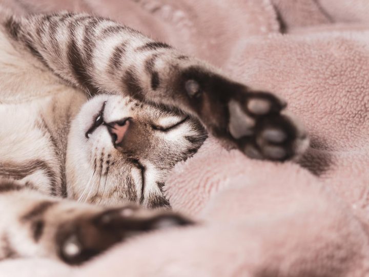 Quanto costa castrare un gatto?