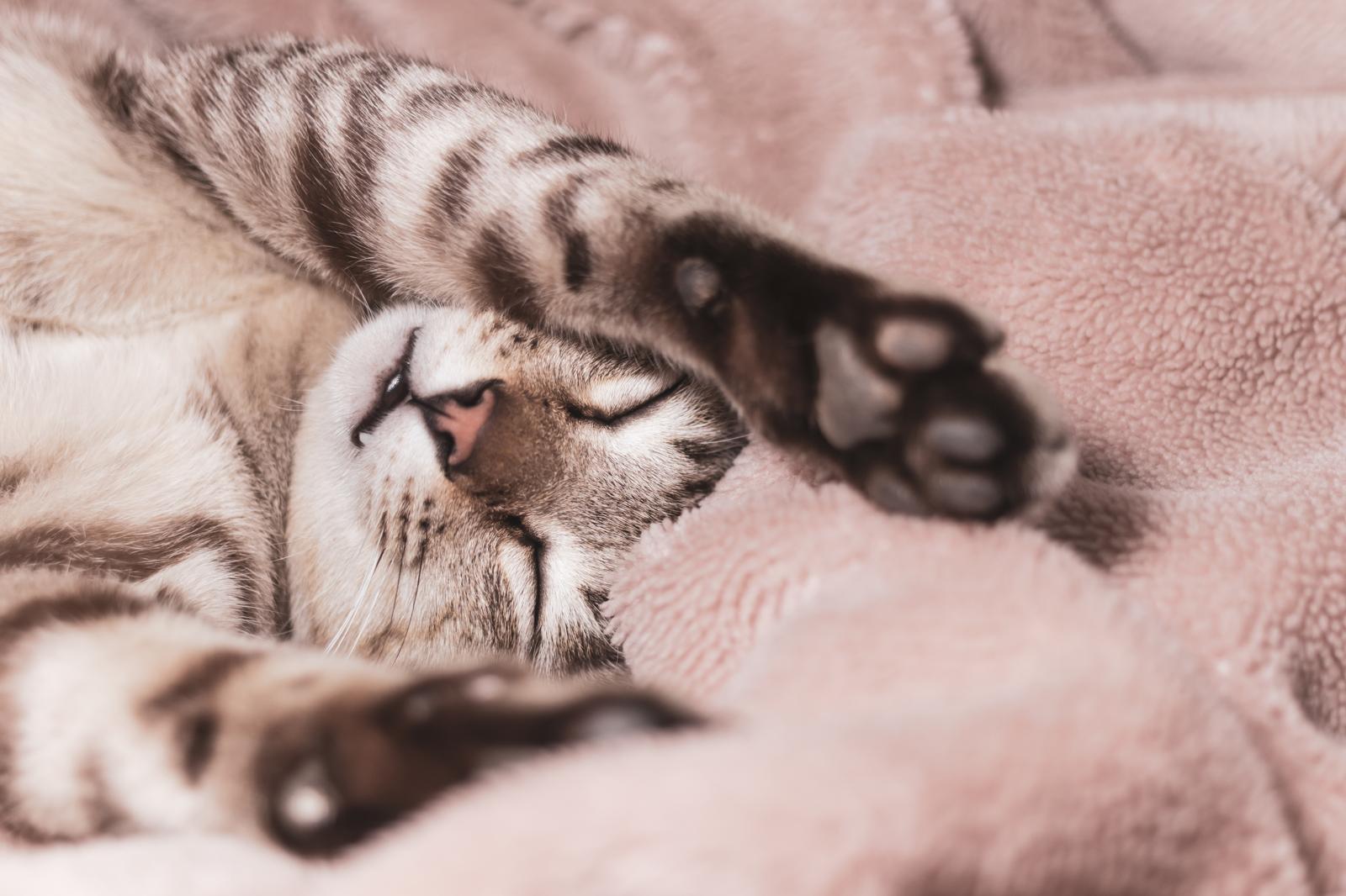 Quanto costa castrare un gatto?