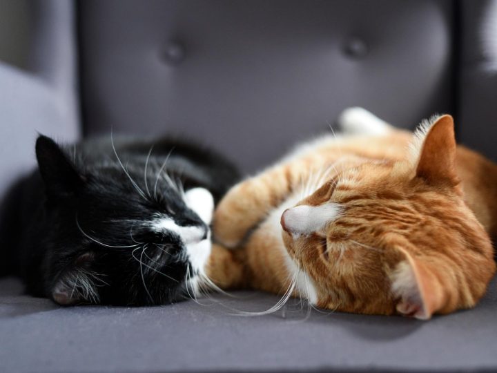 Quanto costa cremare un gatto?