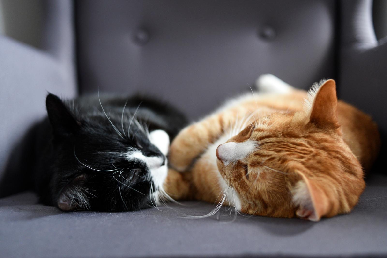 Quanto costa cremare un gatto?