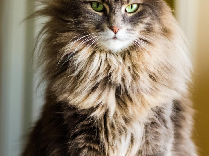 Quanto costa mantenere un gatto?