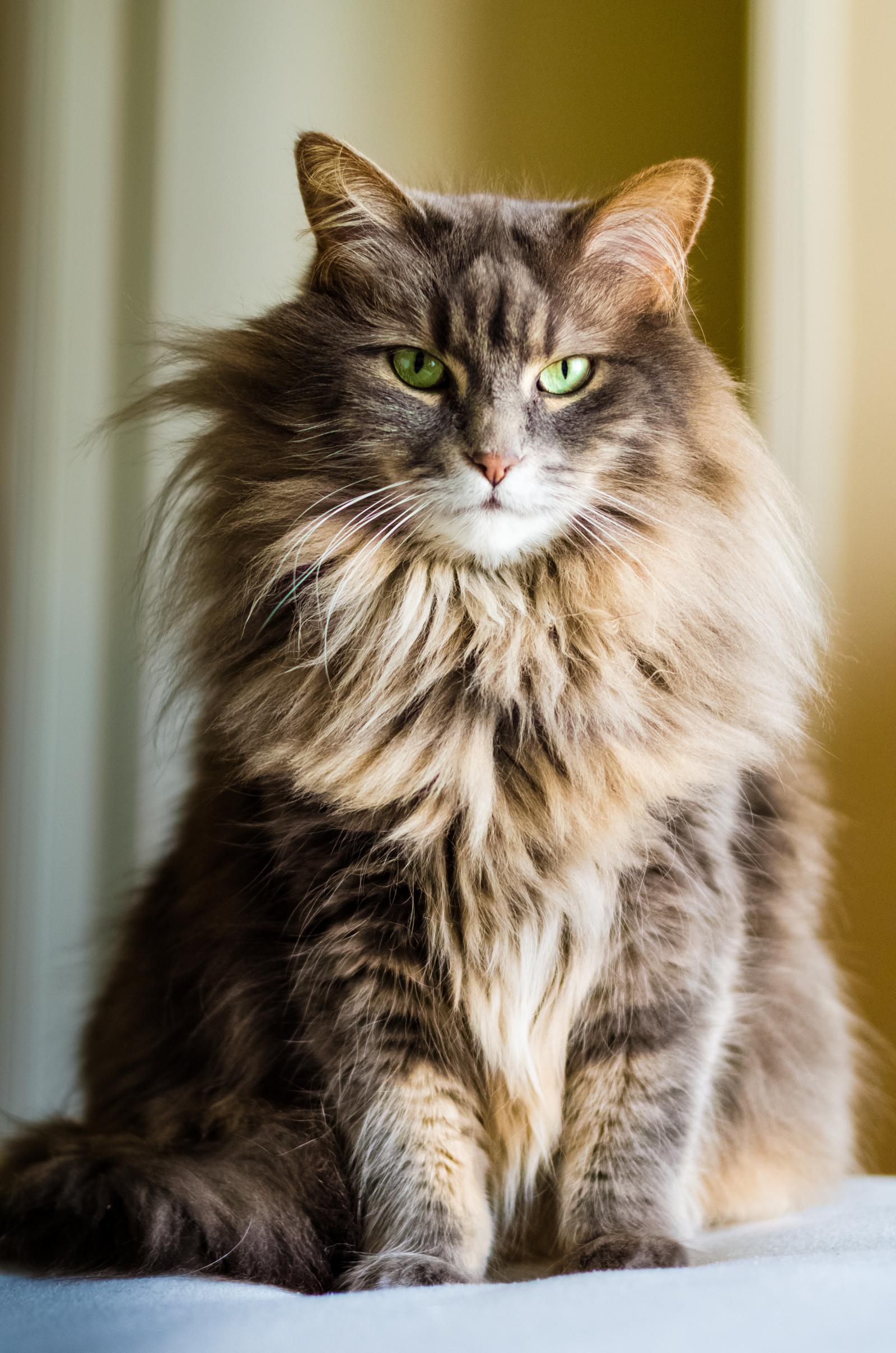 Quanto costa mantenere un gatto?