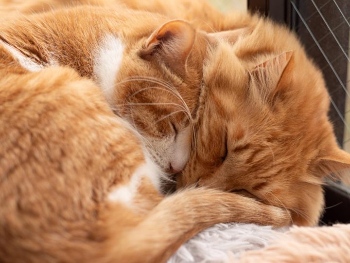 Quanto costa mettere il microchip al gatto?