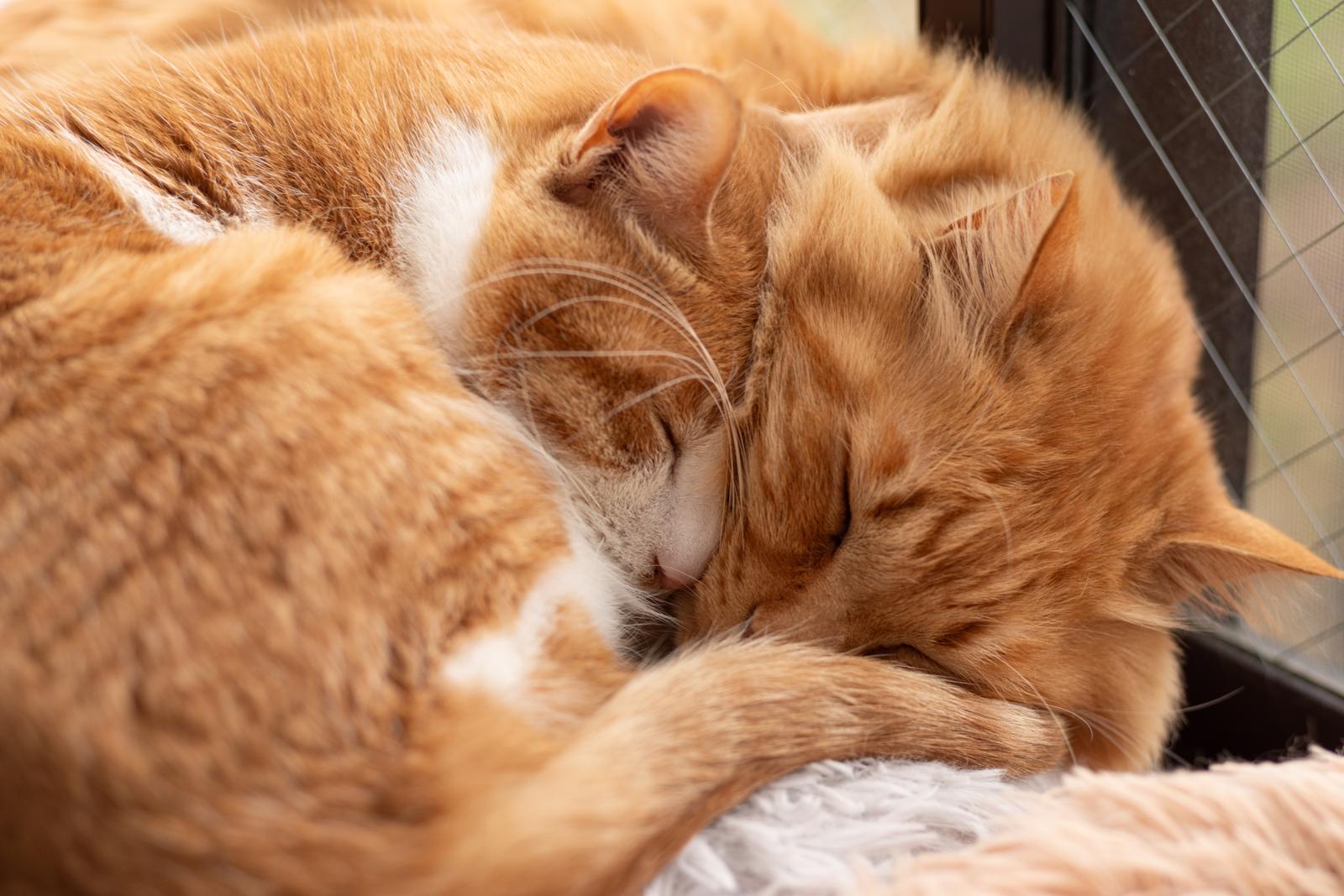 Quanto costa mettere il microchip al gatto?